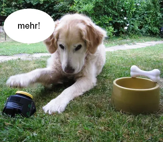 Hund drückt besprechbare Taste, um mehr Futter zu bekommen