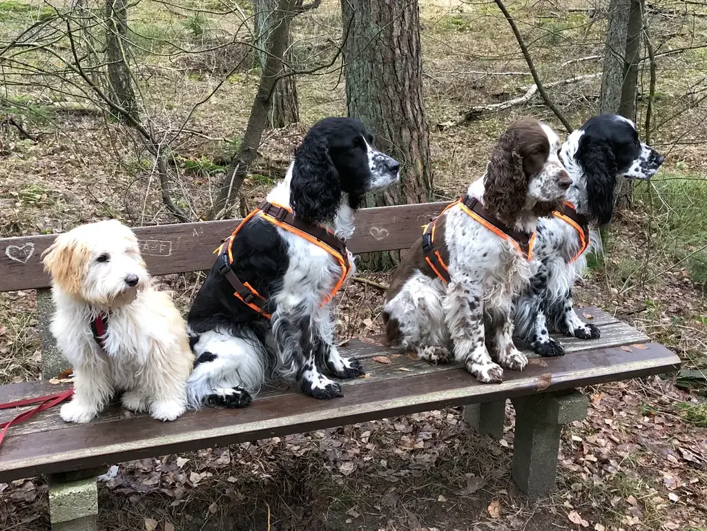 Der andere Hund als Außenseiter, hier 3 Hunde aus einer Familie und 1 Hund als Gast gemeinsam auf einer Bank