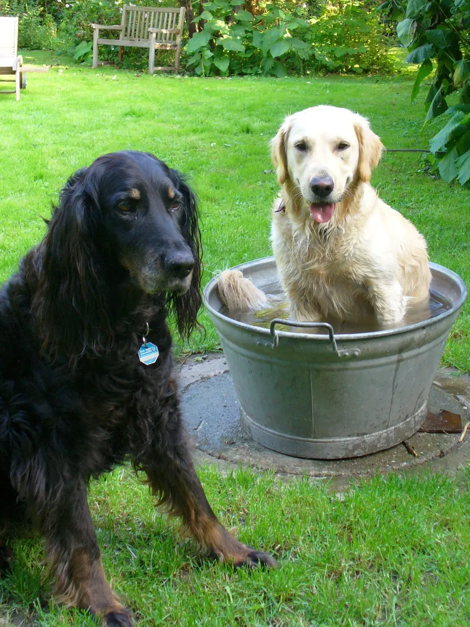 alt und jung, hier 2 Hunde