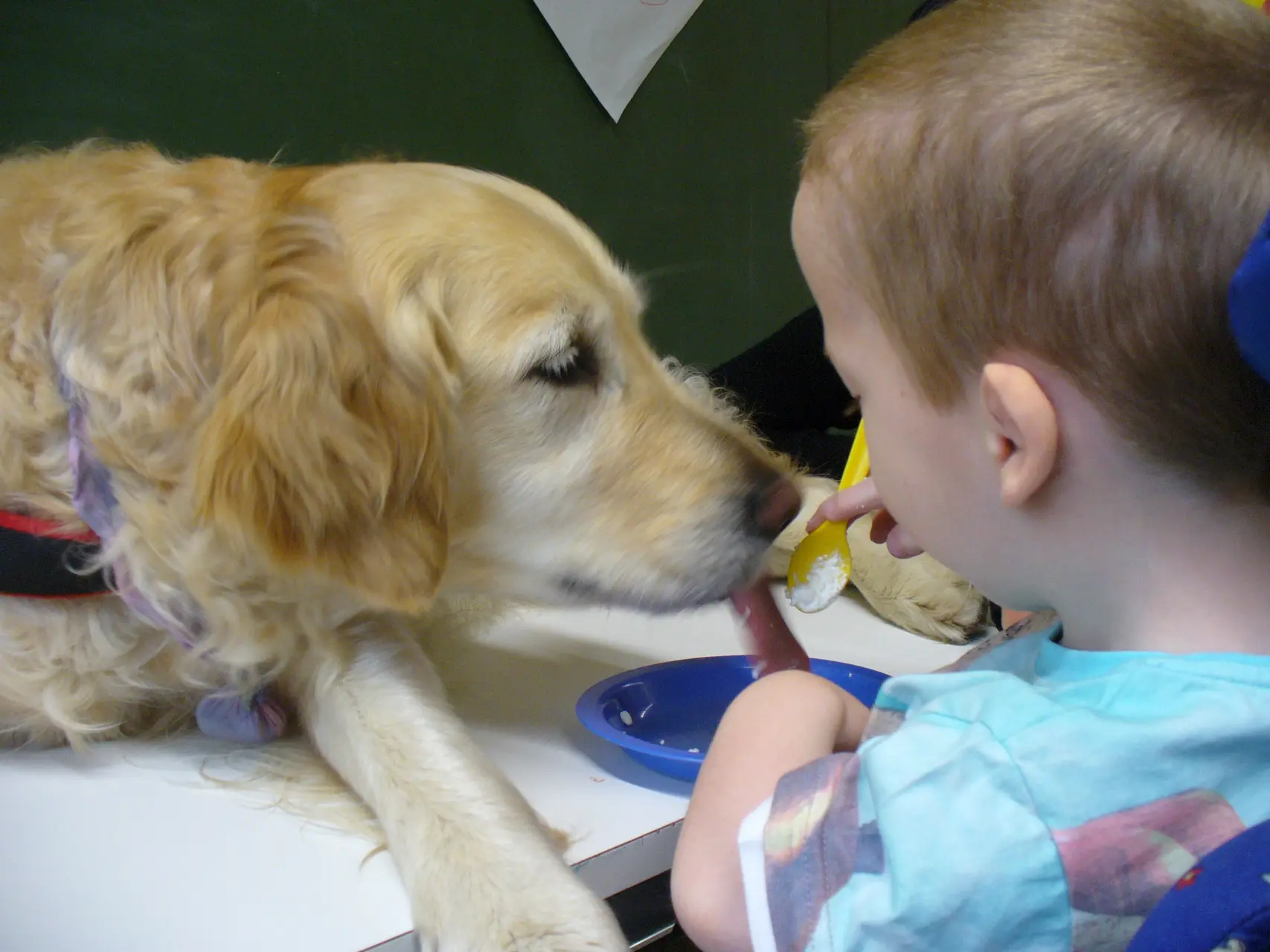 Schulbegleithund und Kind