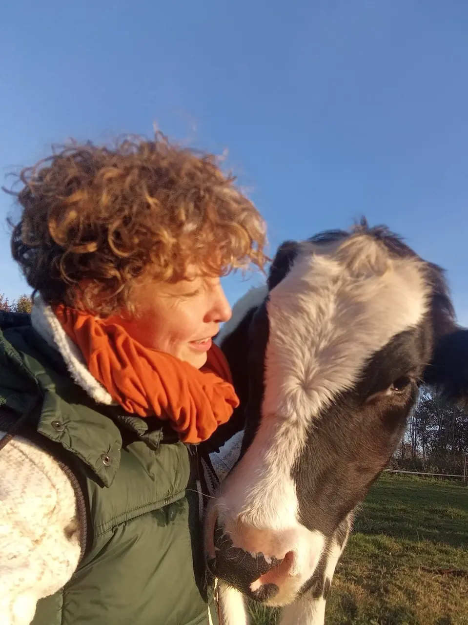 Mensch und Ochse auf einer Weide