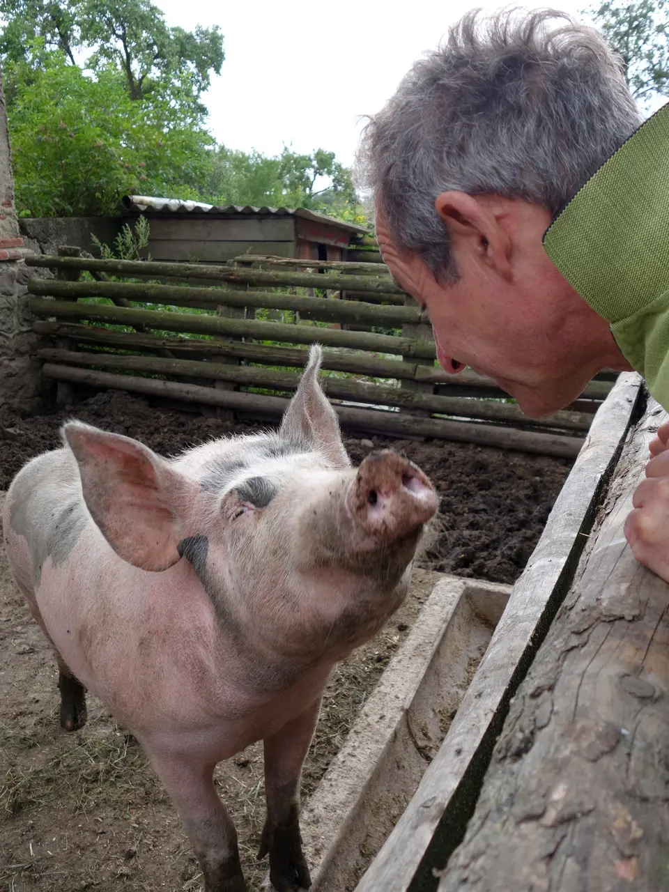 Mensch und Schwein im Dialog
