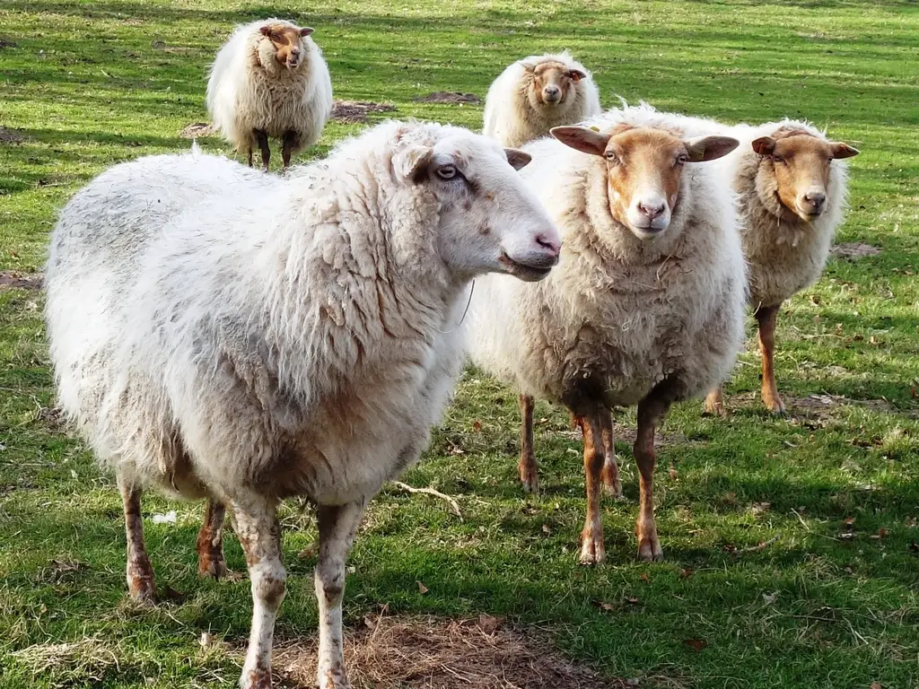 Beziehungen in einer Herde, hier eine Schafherde